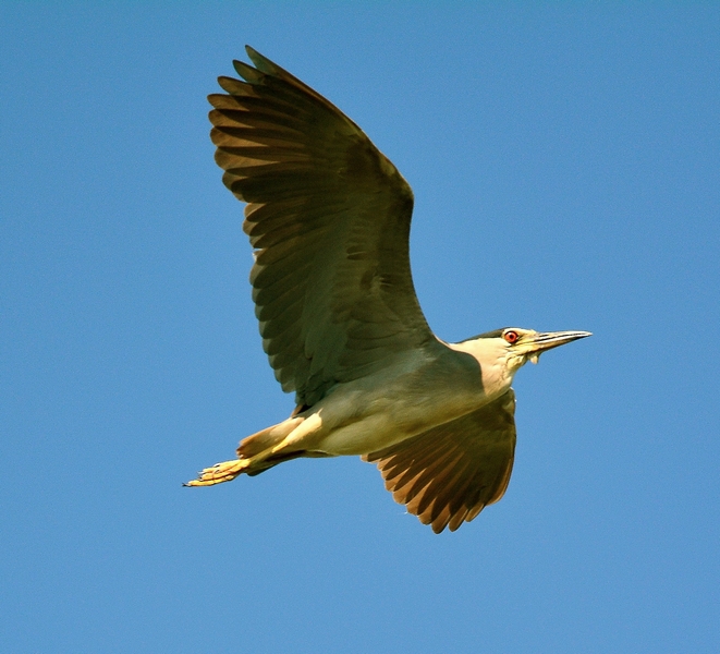 Nitticora day in Val Morosina